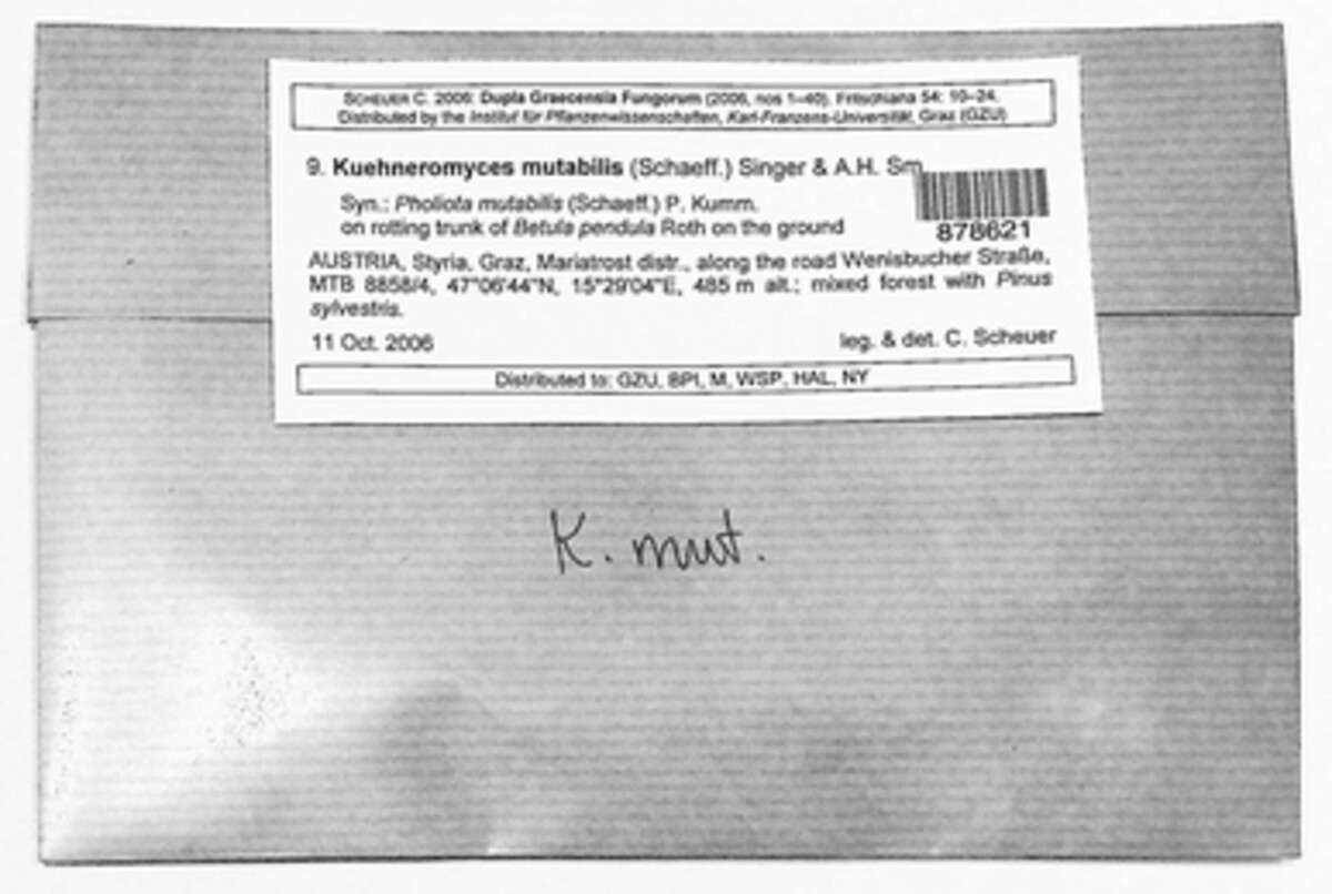 Kuehneromyces image